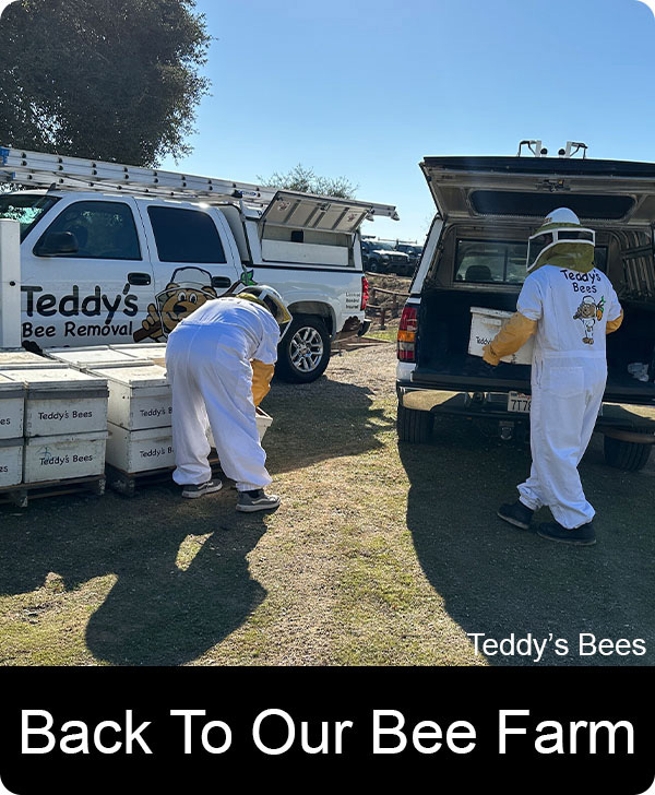 Picture of a teddys bee removal Beekeepers at our bee farm. nav link image